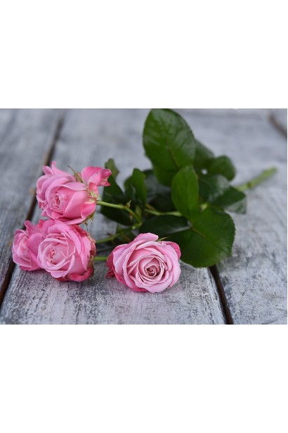 Троянда рожева Леді Бомбастік 